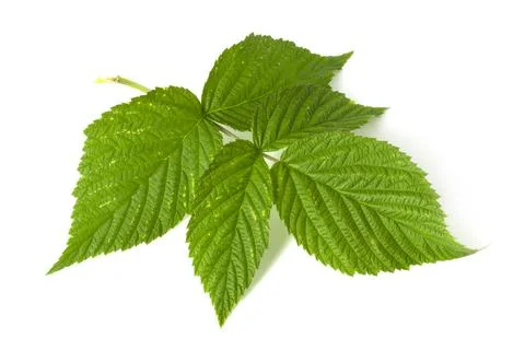 A branch with raspberry leaves isolated on a white background. Leaves with .. Foto stock