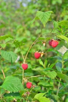 Branch of raspberry with the red berries on a background of green bushes Stock Photos