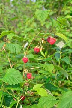 Branch of raspberry with the red berries on a background of green bushes Stock Photos