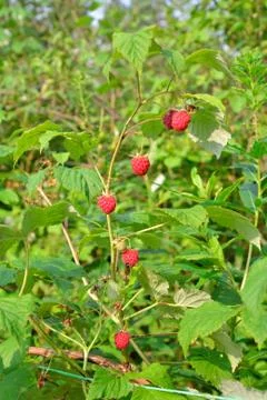 Branch of raspberry with the red berries on a background of green bushes Stock Photos