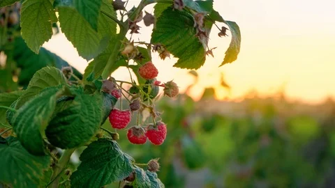 A branch of raspberry with ripe berries swaying in the wind in the field, branch Video stock 95228601