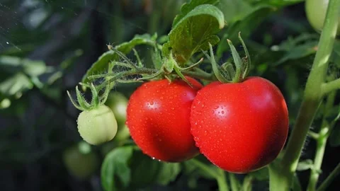 Branch of red and green tomatoes sways in wind and sprayed with water Video stock 342956522