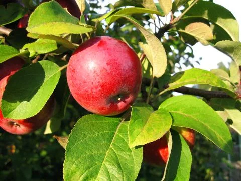 Branch with red apple Foto stock