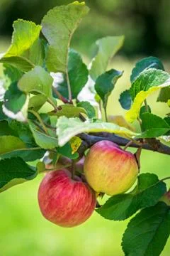 Branch of red apples Stock Photos