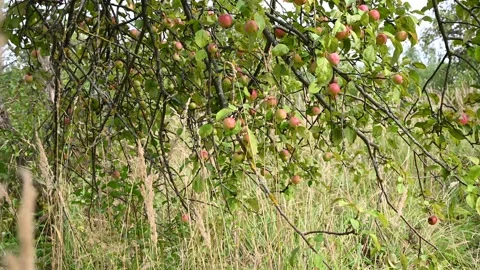 Branch with red apples in the wind . Fruit hanging on a tree. Garden apples Stock Footage 161437967