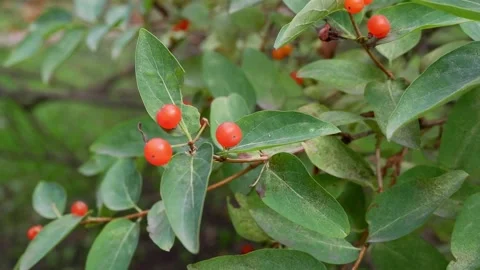 Branch with red berries. 4k. Stock Footage 158734638