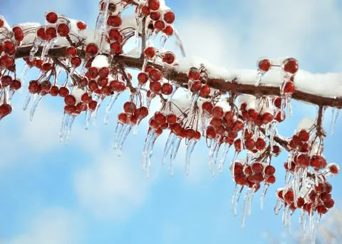 Branch with  red berries after ice storm Stock Photos