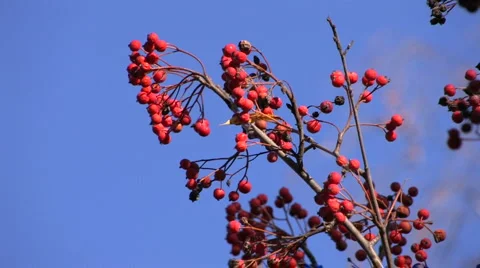 Branch with red berries Stock Footage 1016331