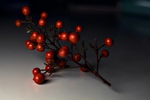 Branch with red berries on a gray surface seen up close Stock Photos
