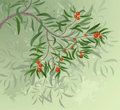 Branch with Red Berries Stock Illustration