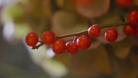 A branch with red berries on it Stock Footage 302471727