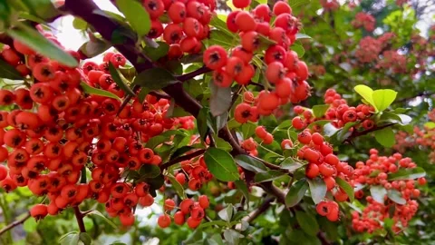 The branch with red berries sways in the wind. Stock Footage 251186635