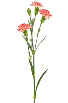 Branch of red carnation Stock Photos