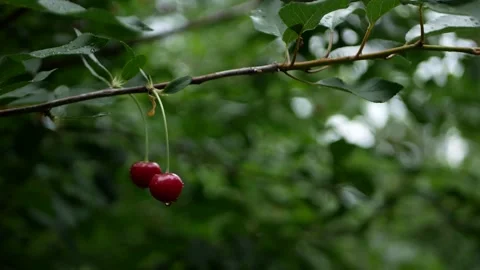 A branch with red cherries with water drops stagger in the wind. Vidéo 202022003