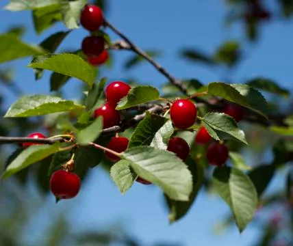 Branch of red cherry close up Stock Photos