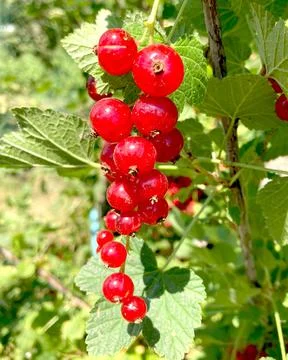 Branch of red currant berry close-up Ribes rubrum. Fruits of the summer season Stock Photos