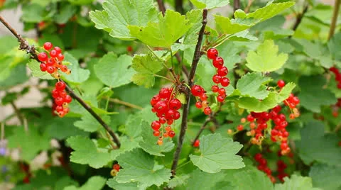 Branch of red currant Stock Footage 24868191