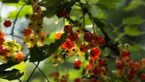Branch of red currant Stock Footage