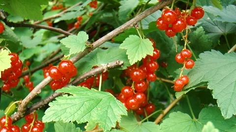 Branch of red currant Stock Footage 78420873