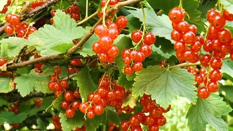 Branch of red currant Stock Footage 78662547