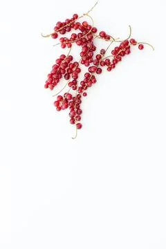 Branch of red currant isolate on white Stock Photos