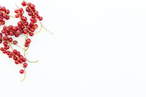Branch of red currant isolate on white Stock Photos