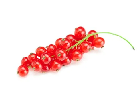 Branch of  red currant isolated on white Stock Photos