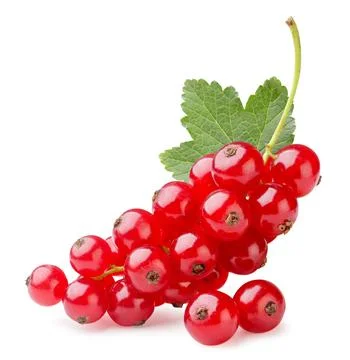Branch of red currant with leaf close-up on a white. Isolated Stock Photos