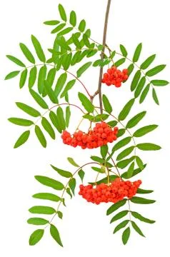 Branch of red currant Stock Photos