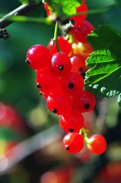 A branch of red currant Stock Photos