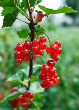 Branch of red currant Stock Photos
