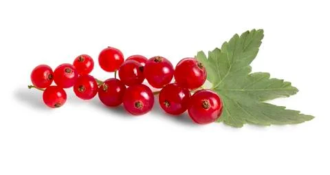 Branch of red currant Stock Photos