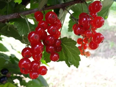 Branch of red currant Stock Photos