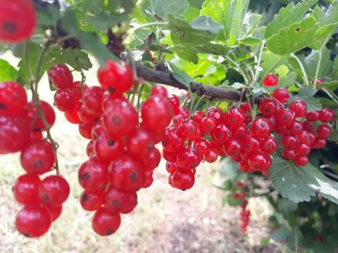 Branch of red currant Stock Photos