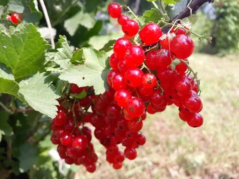 Branch of red currant Foto stock