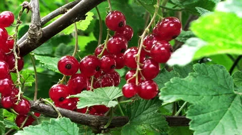 A branch of the red currant swaying in the wind Vídeos de archivo 26798841