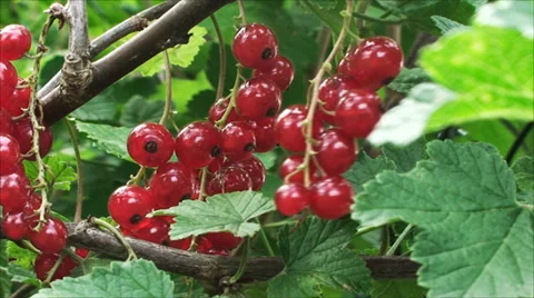 A branch of the red currant swaying in the wind Vídeos de archivo 29669367
