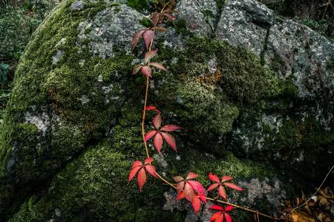 Branch with red grape leaves on a background of stone covered with green moss 写真素材