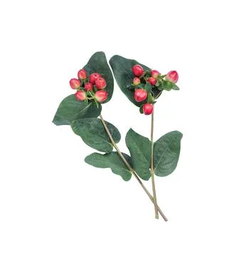 Branch of Red hypericum berries, hypericum plant or Hypericum Magical Triumph  Stock Photos