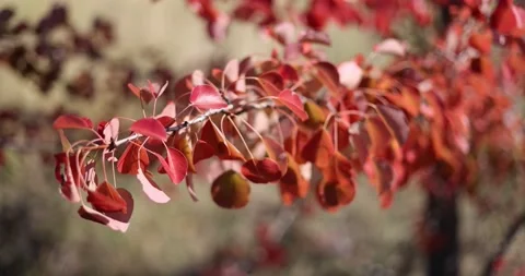 A branch with red leaves of an apple tree in the backlight of the golden autumn  Video stock 168181942