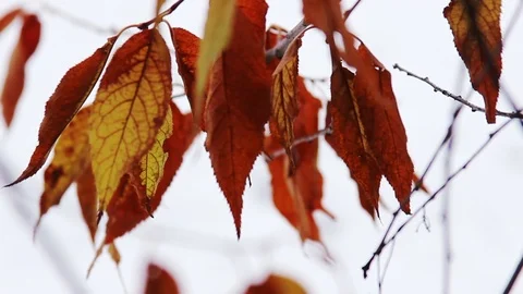 Branch With Red Leaves Stock Footage 73281912