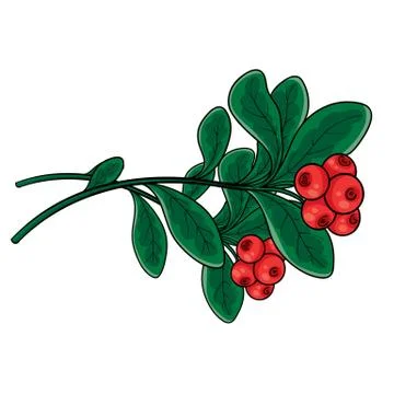 Branch of red lingonberry with green leaves, isolated object on white, vector Stock Illustration