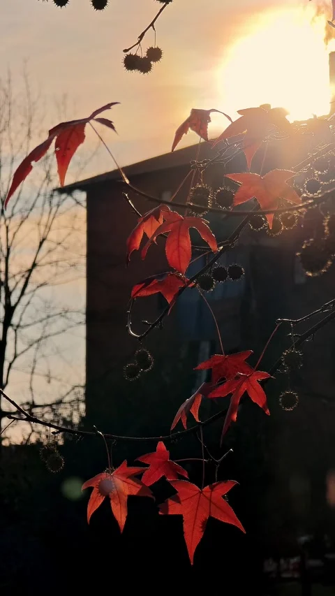 Branch with red maple leaves backlit by bright sun creating warm glow. Stock Footage 324969913