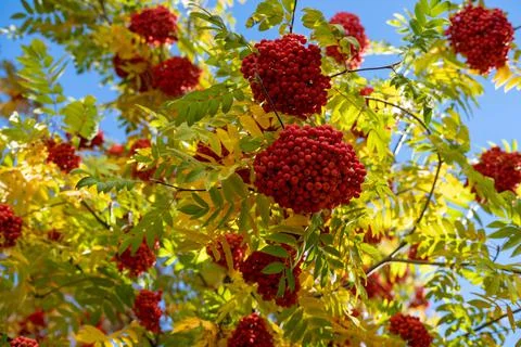 A branch of red mountain ash with clusters of berries on a background of yell Stock-Fotos