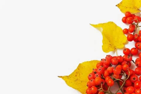 Branch of red mountain ash Stock Photos