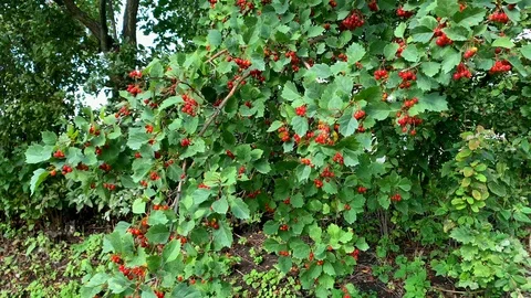 A branch of red mountain ash sways in the wind Stock-Footage 115565191