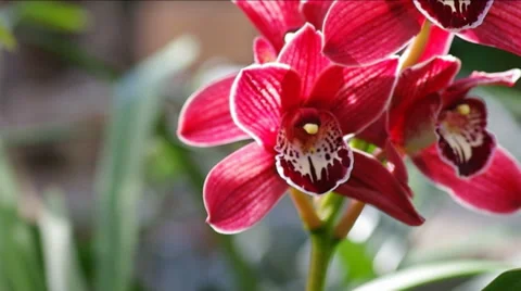 Branch red orchid. 動画素材 47927300