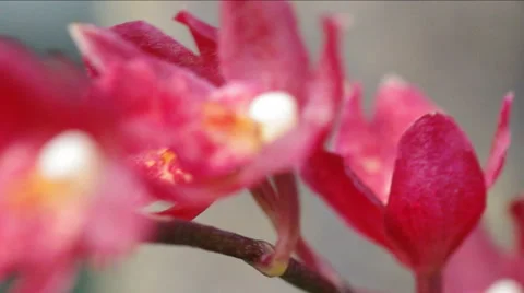 Branch red orchid. Stock Footage 47927336
