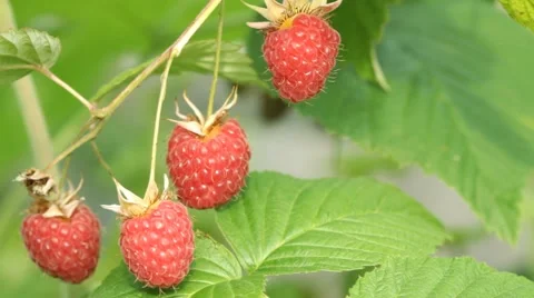 Branch of a red raspberry in summer day Stock Footage 66193360