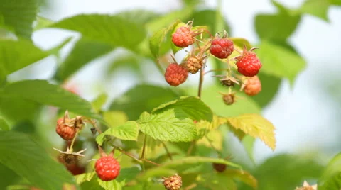 Branch of a red raspberry in sunny day Stock-Footage 68320105